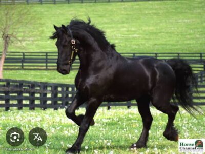 Friesian para carruagem