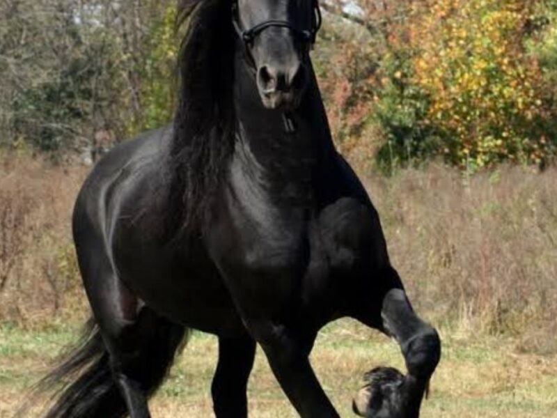 Friesian para carruagem