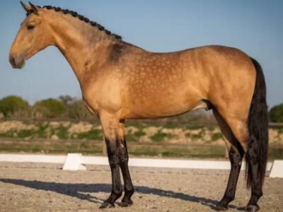 Lusitano