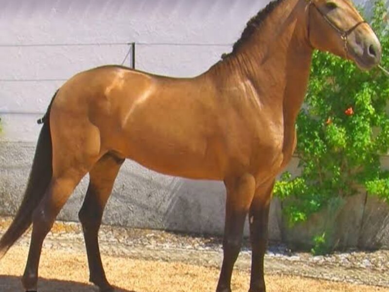 Lusitano