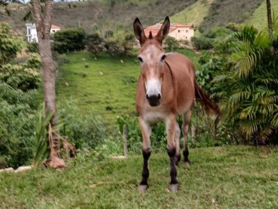 Mula Ruana boa de sela