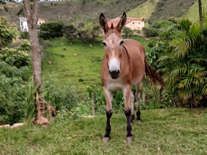Mula Ruana boa de sela