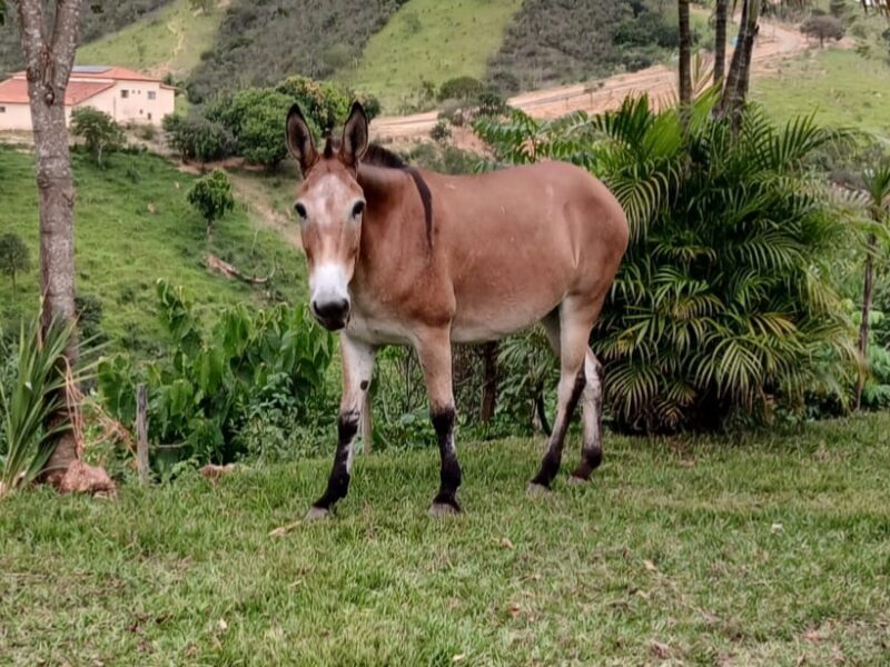Mula Ruana boa de sela