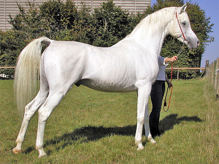 Cavalo árabe tordilho
