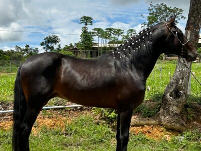 Cavalo mangalarga marchador