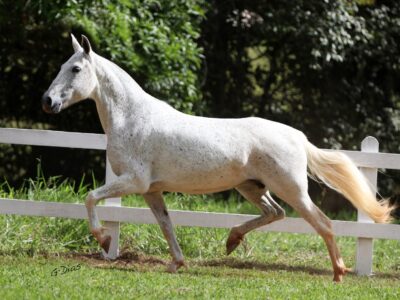 India Alma Rara