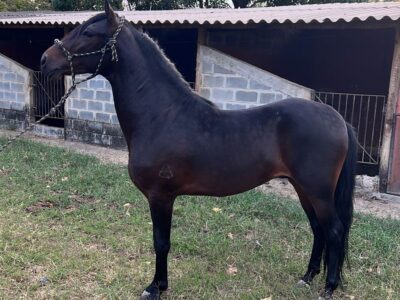 Cavalo mangalarga marchador
