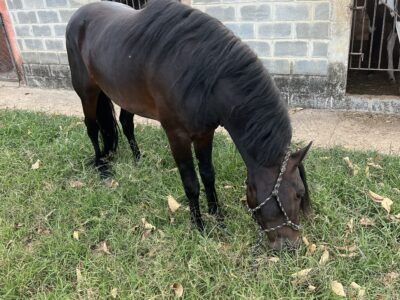 Cavalo mangalarga marchador