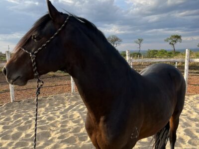 Cavalo mangalarga marchador