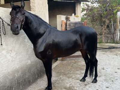 Cavalo mangalarga marchador