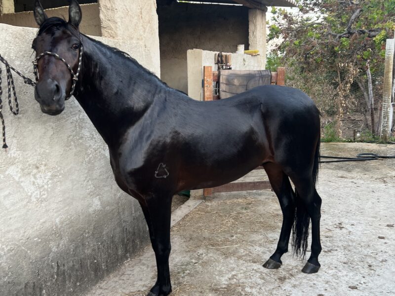 Cavalo mangalarga marchador