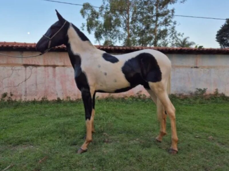 Potro pampa de preto possível homozigoto