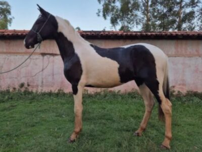 Potro Pampa de preto possível homozigoto
