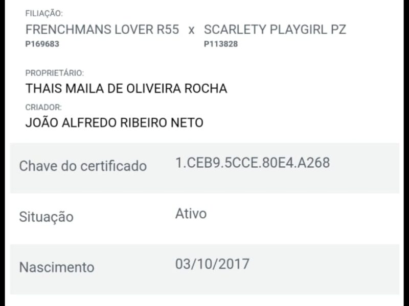 FRENCH PLAY 55