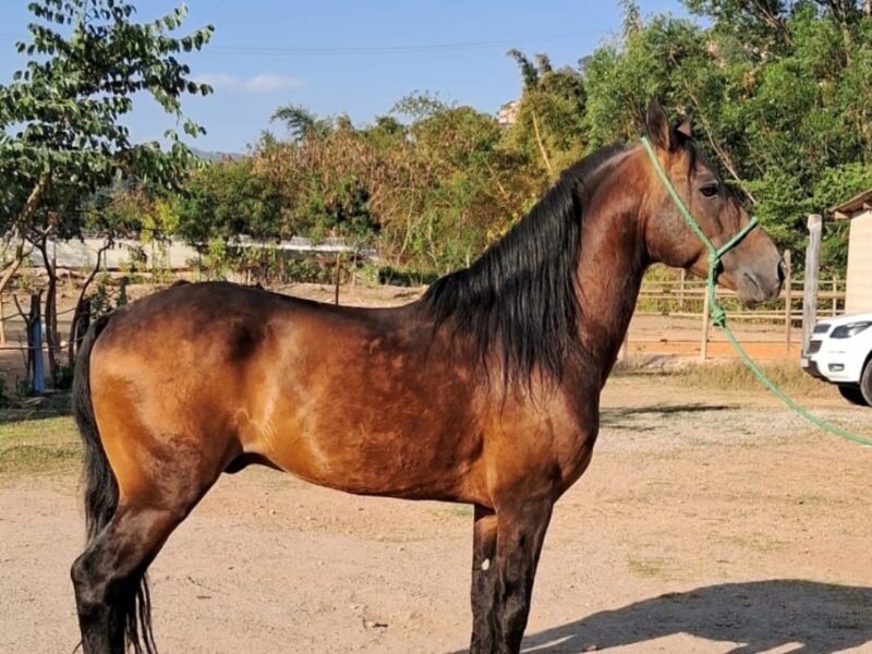 Mangalarga Marchador Garanhão Marcha Picada