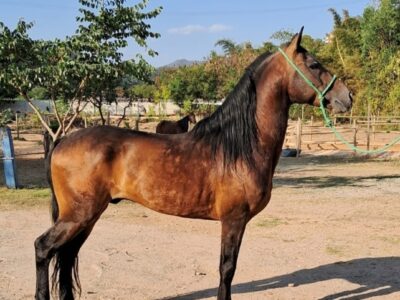 Mangalarga Marchador Garanhão Marcha Picada