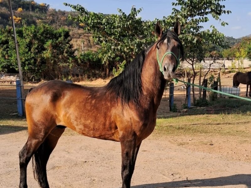 Mangalarga Marchador Garanhão Marcha Picada
