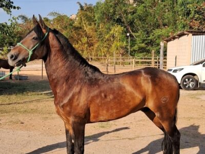 Mangalarga Marchador Garanhão Marcha Picada