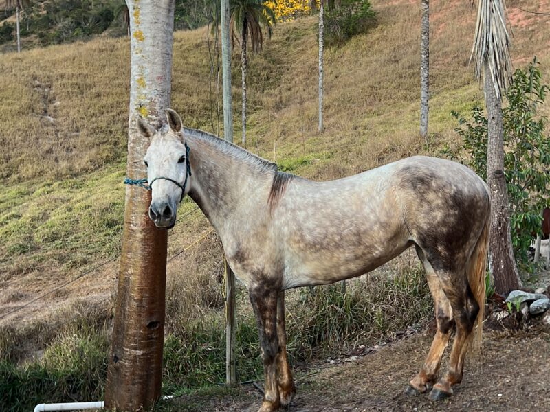 Égua Mangalarga Marchador!