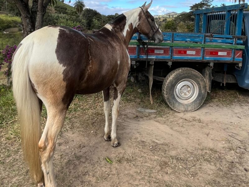 Potra manga larga sem papel