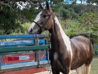 Potra manga larga sem papel