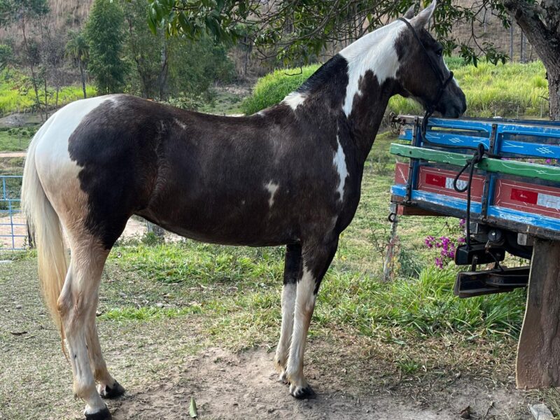 Potra manga larga sem papel