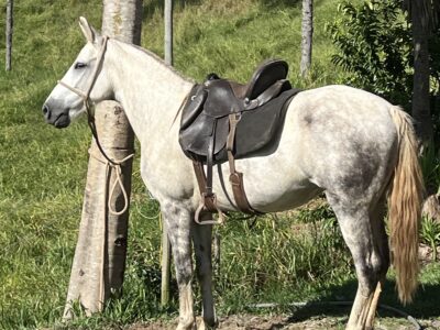 Égua Mangalarga Marchador!
