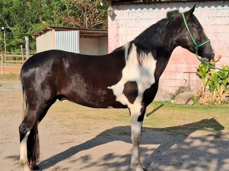 Marchador pampa de preto marcha picada
