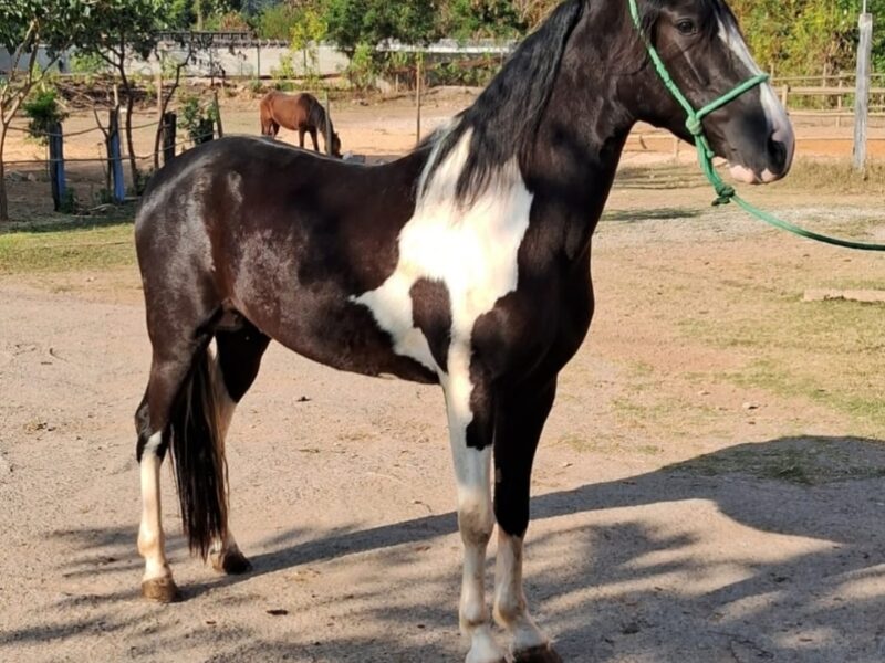 Marchador pampa de preto marcha picada