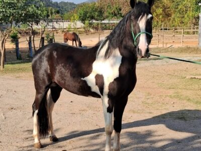 Marchador pampa de preto marcha picada