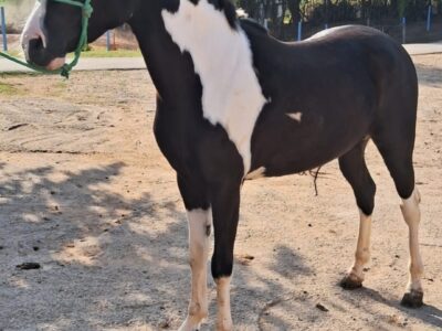 Marchador pampa de preto marcha picada