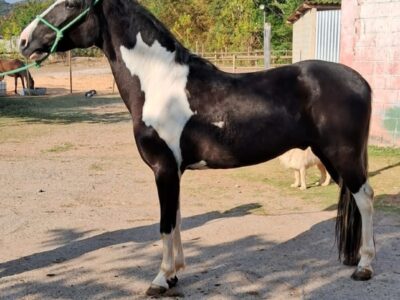 Marchador pampa de preto marcha picada