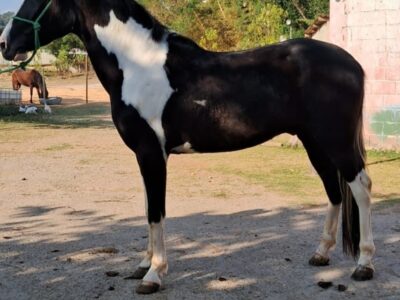 Marchador pampa de preto marcha picada