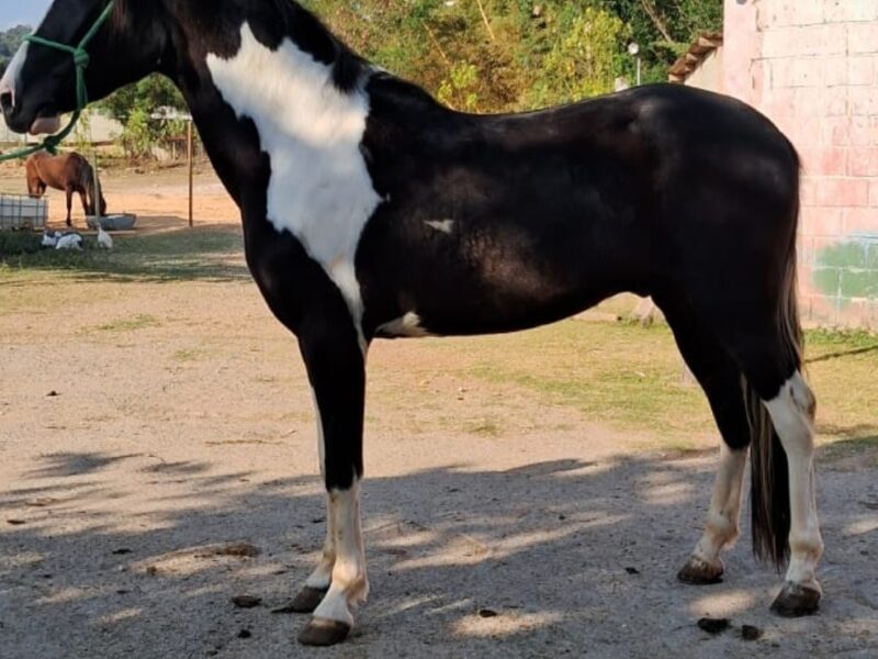 Marchador pampa de preto marcha picada