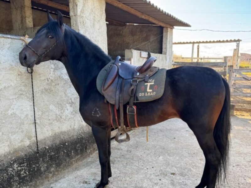 Cavalo registrado no provisório