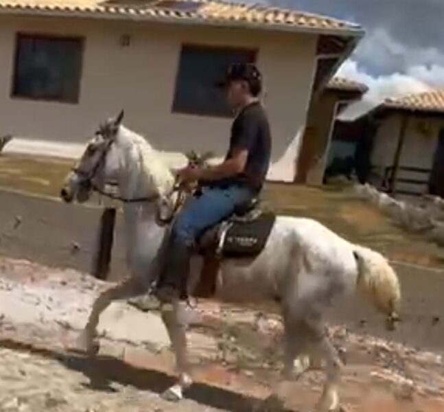 Cavalo Comum Marcha Picada