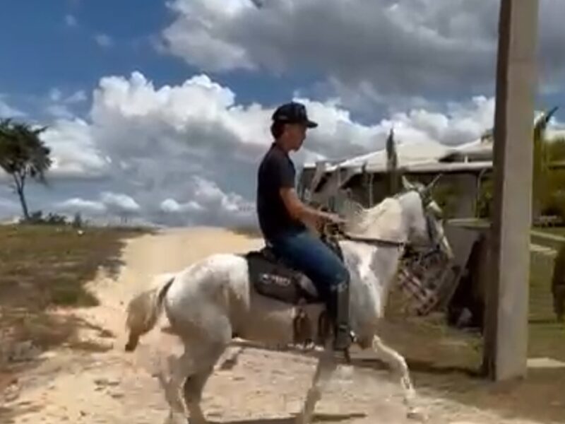 Cavalo Comum Marcha Picada