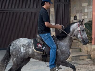 Tordilho Jovem Marcha Batida