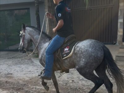 Tordilho Jovem Marcha Batida