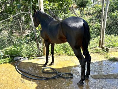 Cavalo registrado no provisório