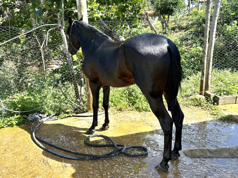 Cavalo registrado no provisório
