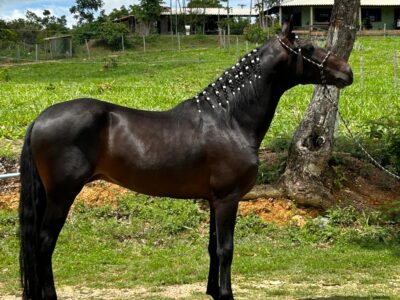 Cavalo registrado no provisório
