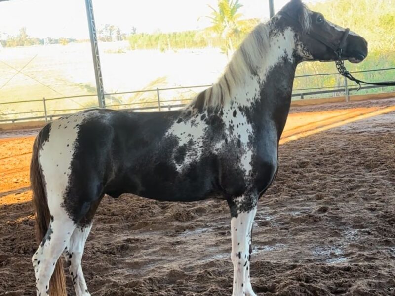 Mangalarga Maravilhoso