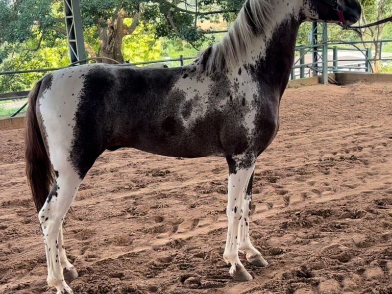 Mangalarga Maravilhoso