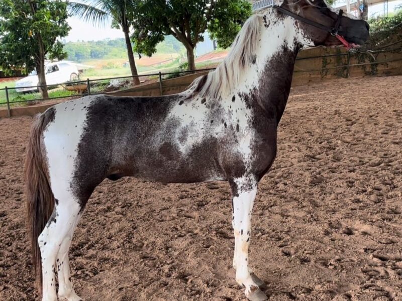 Mangalarga Maravilhoso