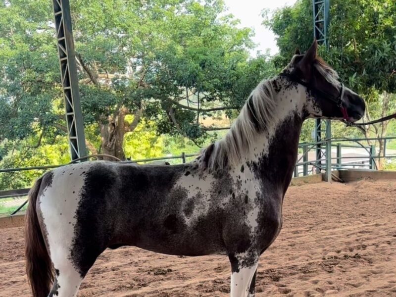 Mangalarga Maravilhoso