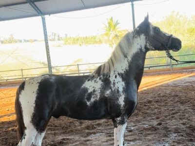 Mangalarga Maravilhoso