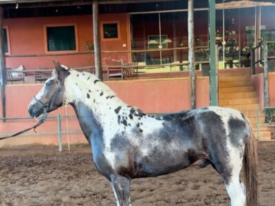 Mangalarga Maravilhoso