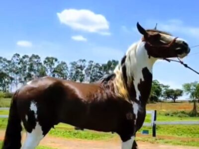 Garanhão Pampa Excepcional