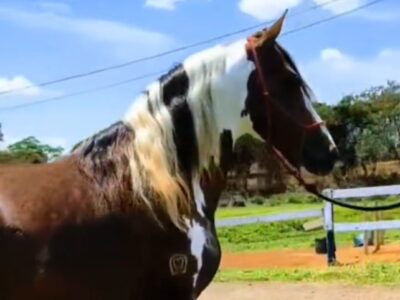 Garanhão Pampa Excepcional